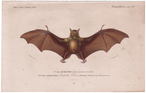 VAMPIRE BAT FLYING LEMUR